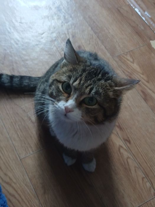 Красавица Стелла дарю