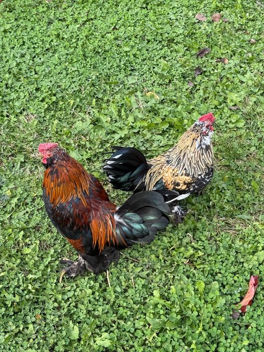 Петлета джинки и амераукани