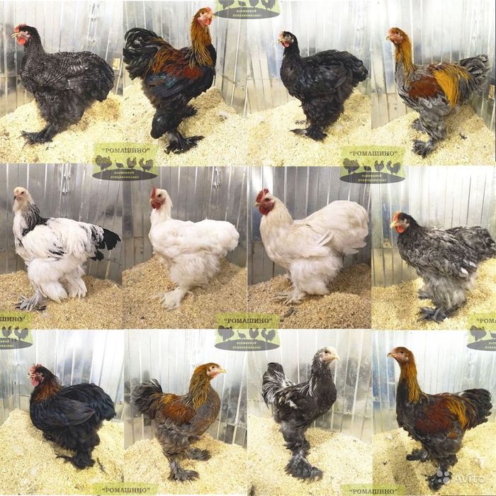 Продам яйца инкубационный