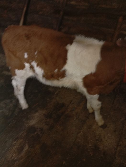 Vacă cu vițel de vânzare