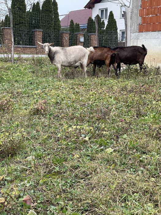 Capre alpine franceze si metisi