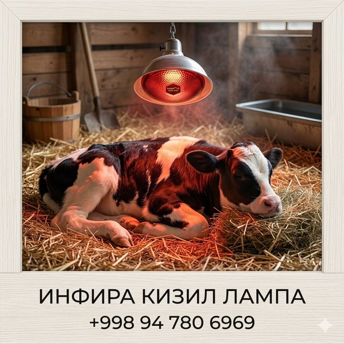 Инфракрасная лампа 100,150,200,250ватт  
Кулланиши: Товукхоналар