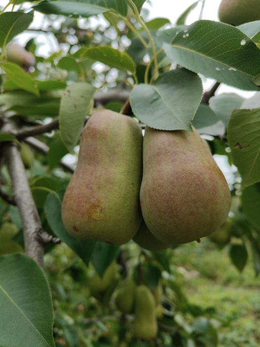 Продам грушу сладкую, сочную