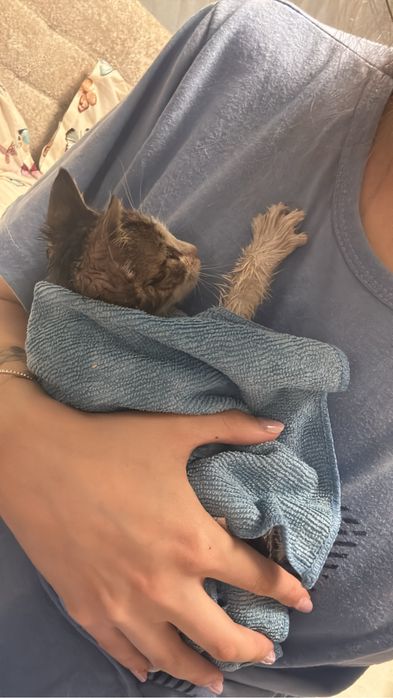 Motănel spre adopție