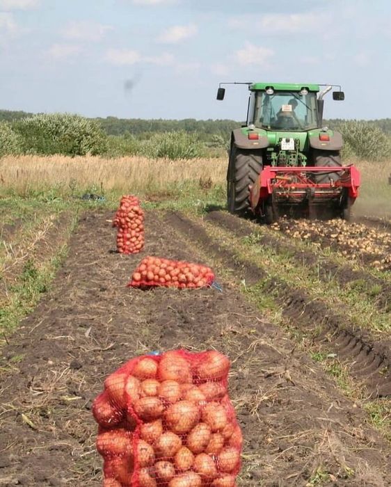 Продам картофель едавой