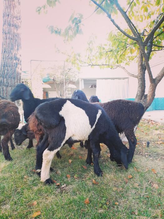 Кузи кучкорлар сотилади уйда бокилган