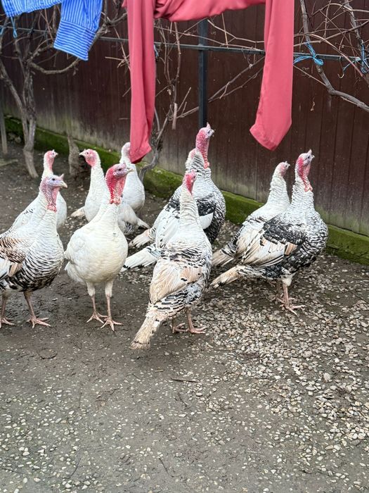 Vând curcani tineri !