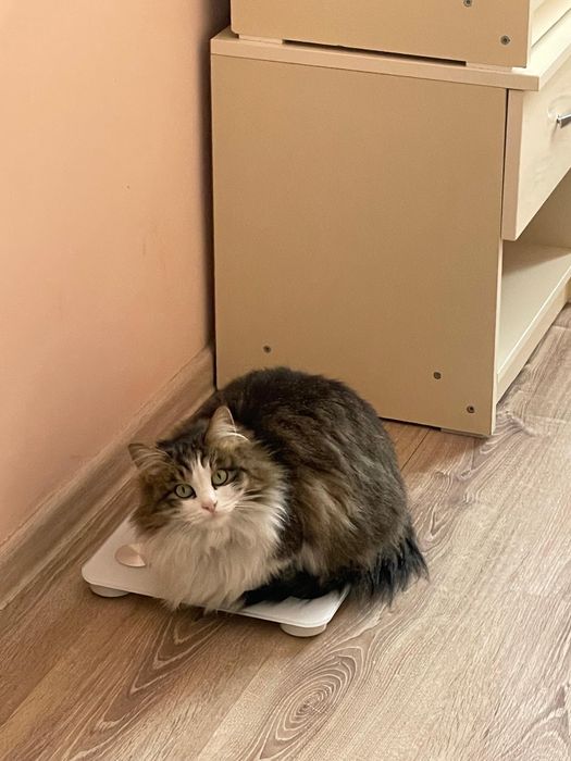 Потерялась кошка