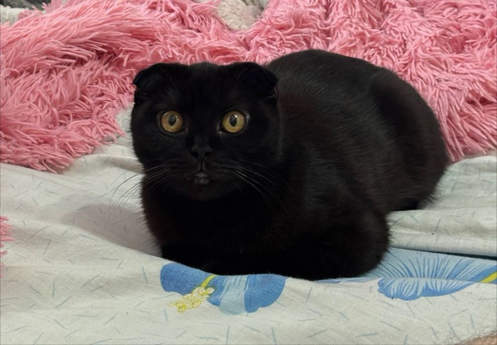 Кот для вязки на територии кота
