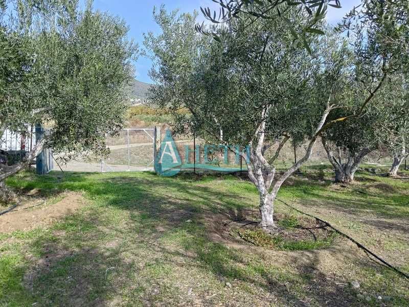 Парцел 1437м2 и75 маслинови дървета с.Волви, Аспровалта Гърция, с вода