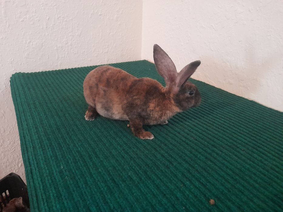 Кролченки рекса с окрасом гепарт