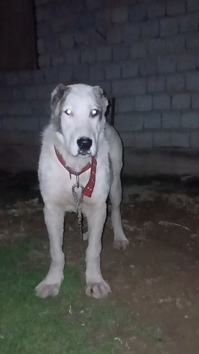 Алапар молодой Течкасы жақын