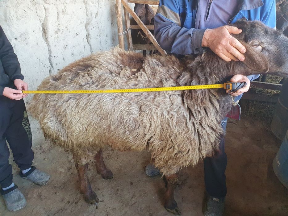 3 ta toza zotli hisori qozi qochqorlar sotiladi