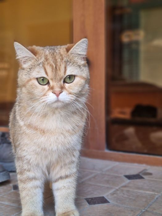 Золотая шиншила 1 годик 3 месяц