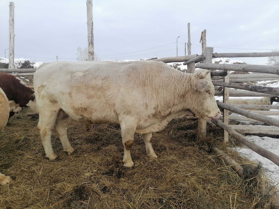 Бык 5лет срочно продам