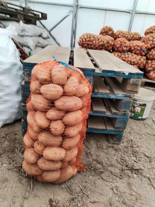 Cartofi Marabell 1, 1consum, sămânță Bellarosa 0.60 lei/kg