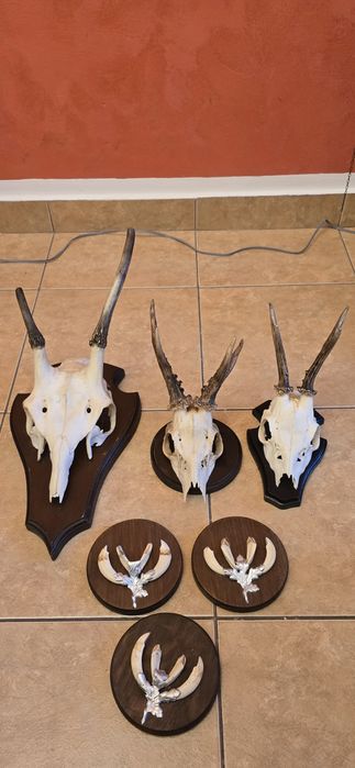 16 trofee capriori si mistret