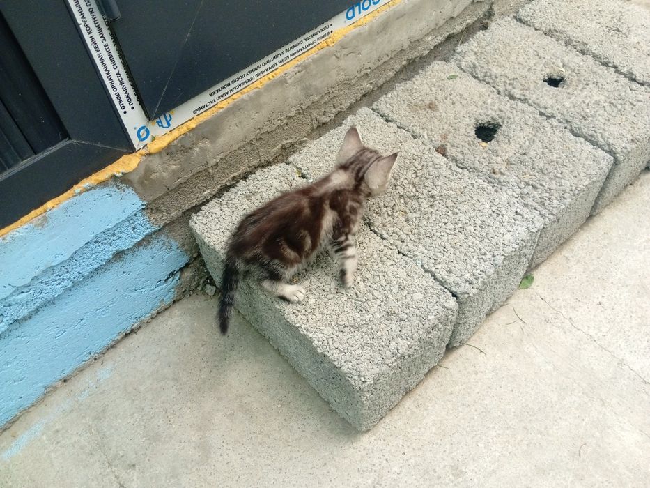 В добры руки  котята
