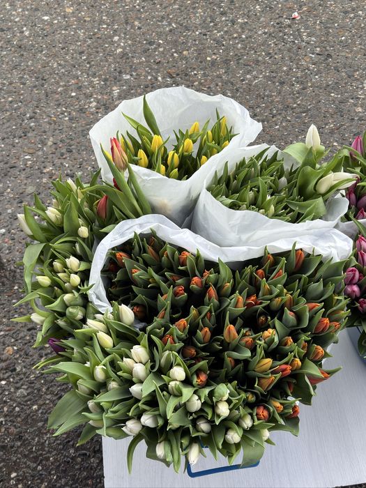 Голландские тюльпаны