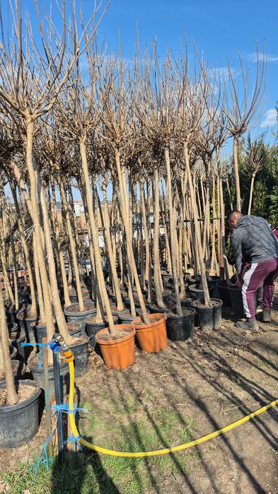 Platan  acer platanoides  catalpa  globular