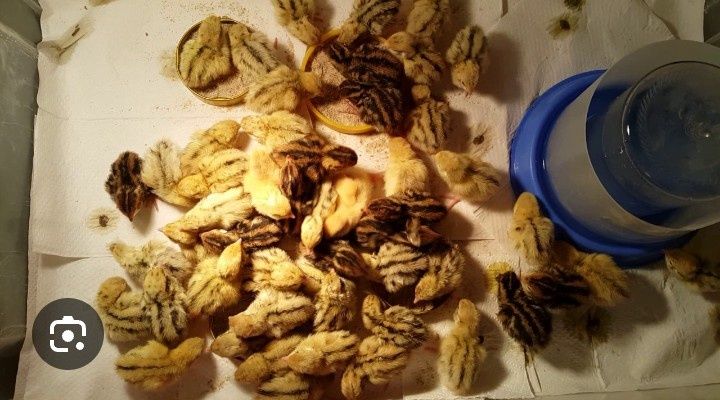 Продам перипилят