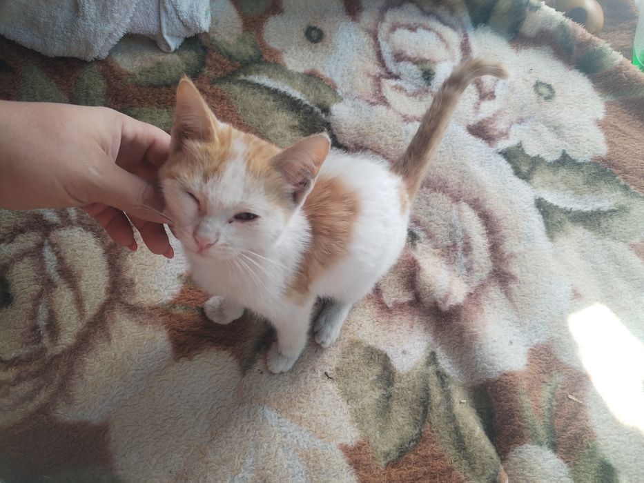Отдам котёнка в добрые руки