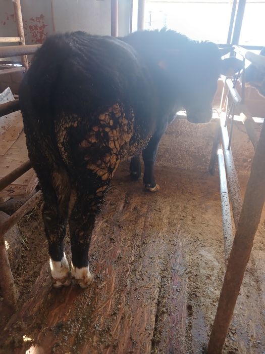 Продам 4 быка с откорма