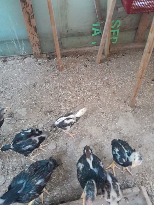 Жожалар сотилади