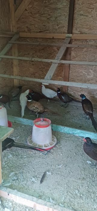 Fazani comun  pereche  si familie