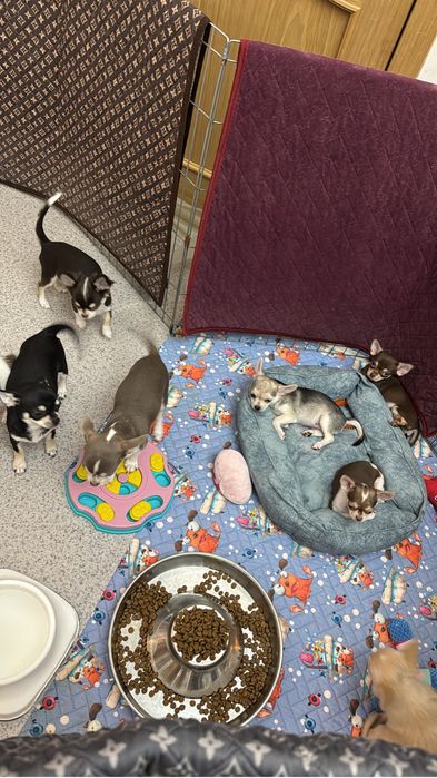 Чихуахуа сука (пет класс)