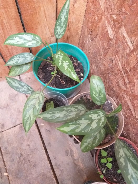 Продам молодые комнатные растения