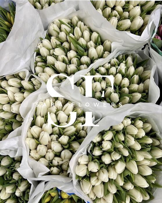 Тюльпаны оптом на 8 марта
