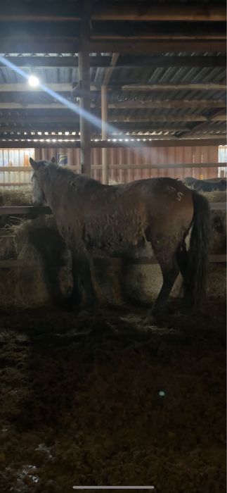 2 мощных жеребца жәбы