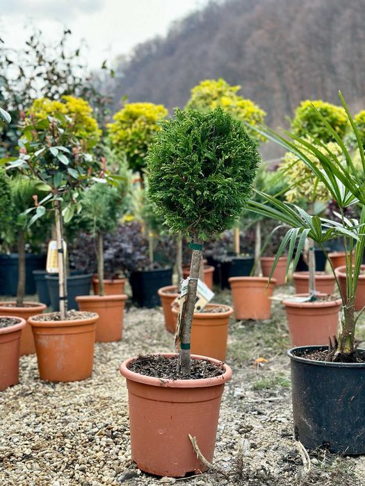 Plante pentru Curte, Balcon si Gradina