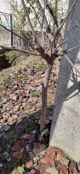 Самшит вечно зелёный, деревца шпанки. Продаю.