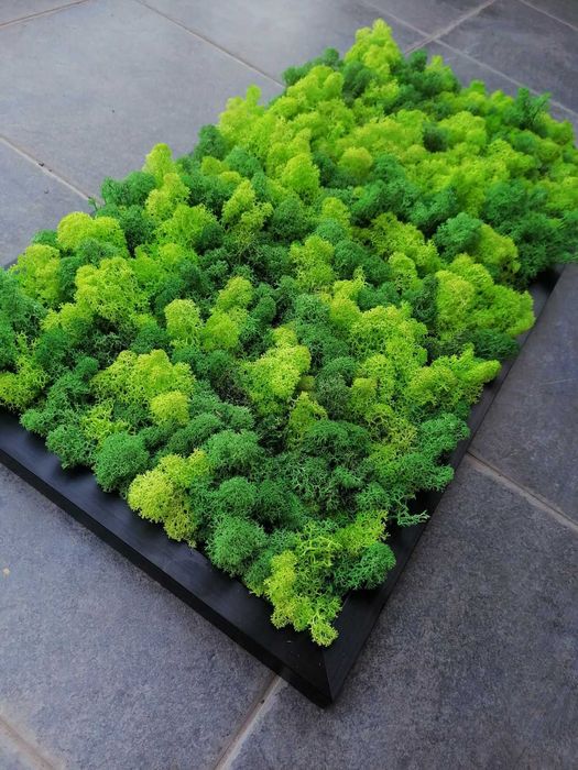 Пано от скандинавски мъх , Пана и картини по поръчка , декорация зелен скандинавски мъх с рамка или без