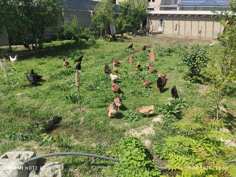 Домашный 12 ойлик товуклар сотилади