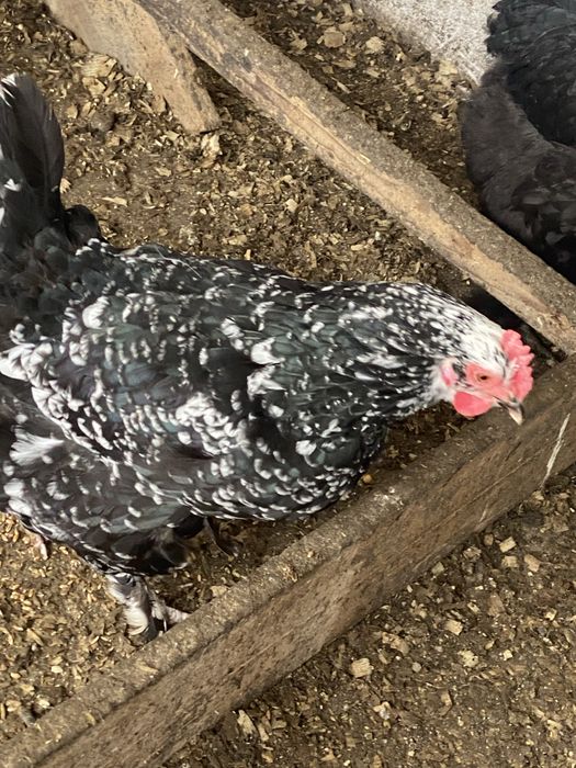 Oua de incubat gaini motate incaltate barboase