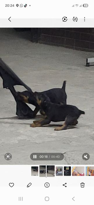 Ягдтерьер щенкий