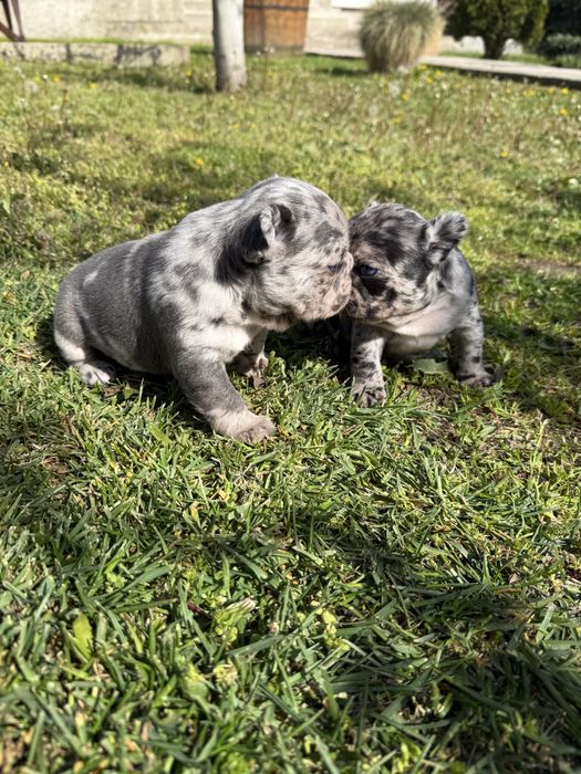 Bulldog francez