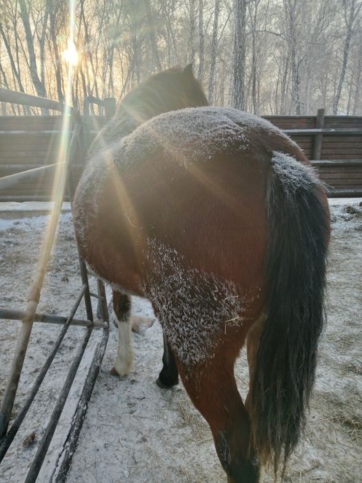 Продам лошадь на согым