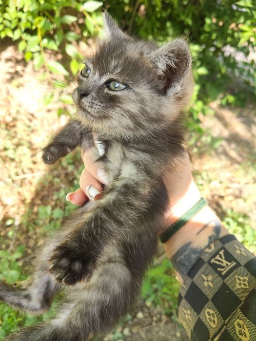 Отдам Котят в добрые руки