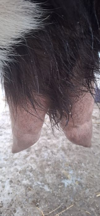 Vând capră de lapte