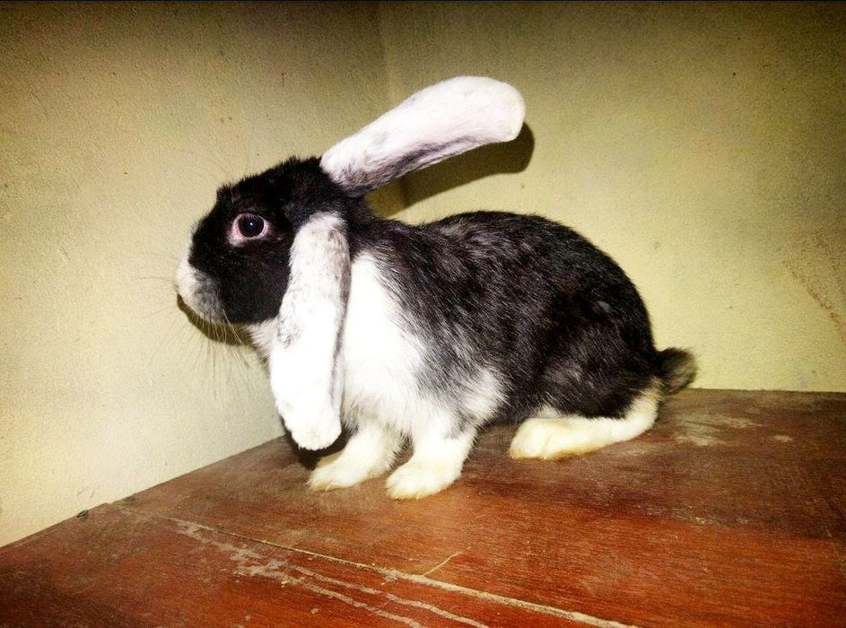 Vesavoʻylar baranlar sotiladi