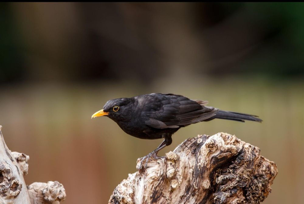 Чёрный дрозд сотилади