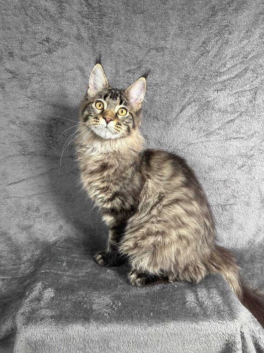 Pui Maine Coon de rasă pură – 4.5 luni, Pedigree FIFe, vaccinat și microcipat
