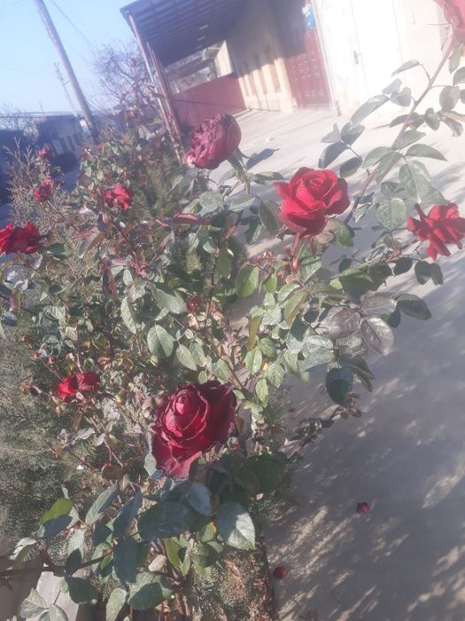 Uzum kõchatlari va gul kõchatlari bor gul 15 ming tok 5 ming