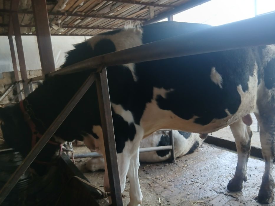 Buqa sotiladi 40.milon