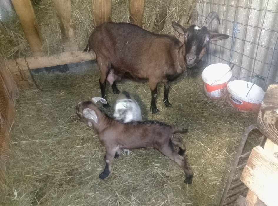 Vând două capre alpine franceze