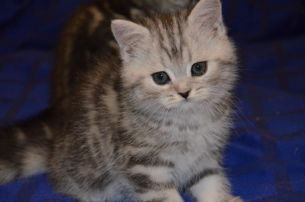 Продам шотландских котят.